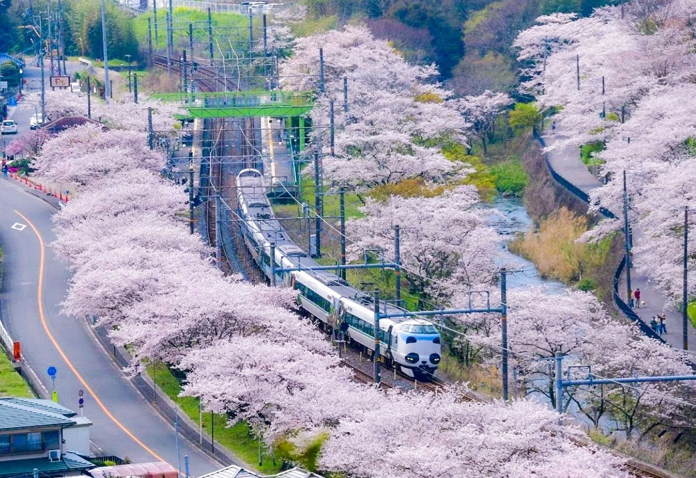 Cherry Blossoms